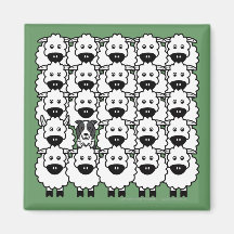 Border Collie in the Sheep Magnets