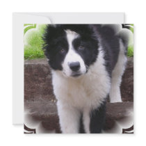 Border Collie Invitation