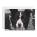 Border Collie Invitation