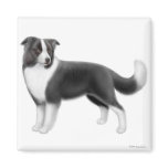Border Collie Magnet