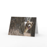 Border  Collie  Peek A Boo Greeting Card