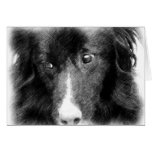 Border Collie Pencil Drawing Card