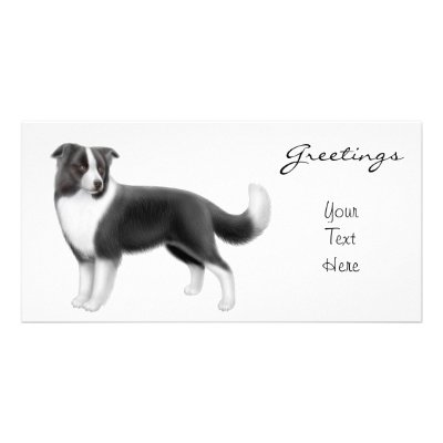 Border Collie Photo Card by twopurringcats