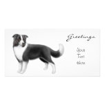 Border Collie Photo Card photo cards
