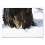 Border Collie Photo photography