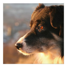 Border Collie Photos Invitation