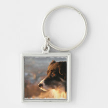 Border Collie Photos Keychain