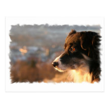Border Collie Photos Postcard
