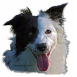 Border collie photo cut out