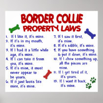 BORDER COLLIE PL2