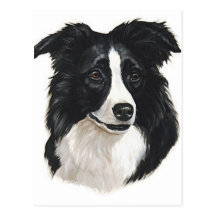Border Collie Portrait Post Cards