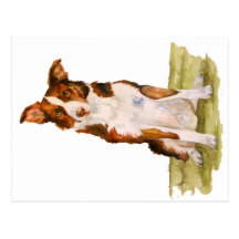 Border Collie Post Cards