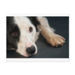 Border collie postcards
