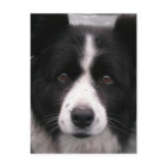 Border Collie Postcard