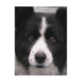 Border Collie Postcard