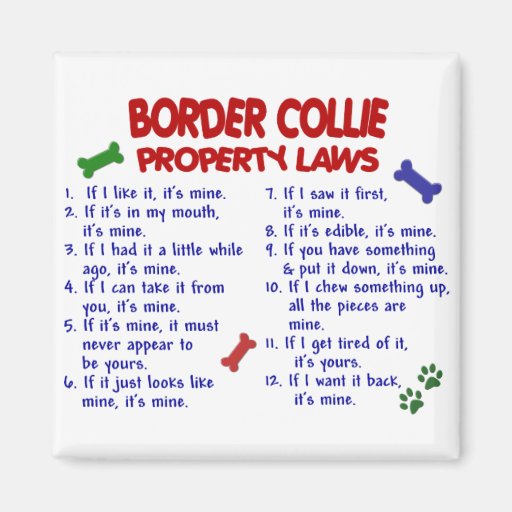 BORDER COLLIE Property Laws 2 Fridge Magnets