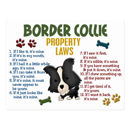 border_collie_property_laws_4_postcard-r