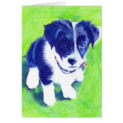Border Collie Pup in coloured Pencil Cards by pencilpetportraits