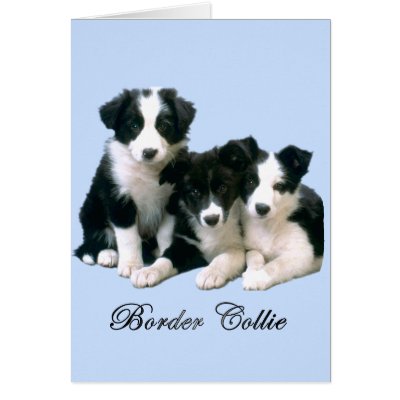 Border Collie Puppies Card by 4dogscats