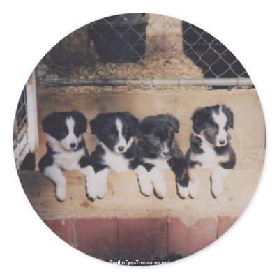 Border Collie Puppies Dog Photo Sticker Label by SmilinEyesTreasures