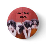 Border Collie Puppies In Drawer Pin