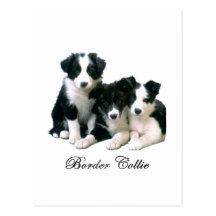 Border Collie Puppies Post Cards