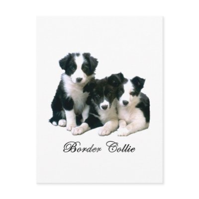 Border Collie Puppies Post Cards by 4dogscats