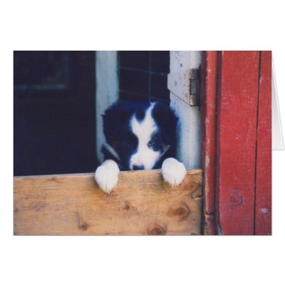 Border Collie Puppy Dog Blank Note Card by SmilinEyesTreasures