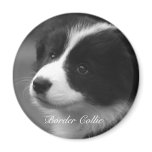 Border Collie puppy Fridge Magnet