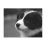 Border Collie Puppy Postcards