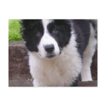 Border Collie Puppy Postcard