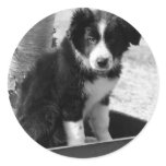 Border Collie Puppy Round Stickers