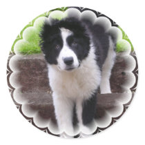 Border Collie Puppy Stickers