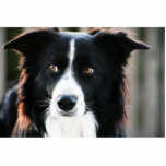 Border Collie Sculpture Cut Out