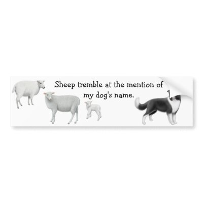 Border Collie & Sheep Herding Bumper Sticker by twopurringcats