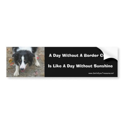 Border Collie Stare Bumper Sticker by SmilinEyesTreasures