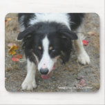 Border Collie Stare Dog Lover Photo Mousepad