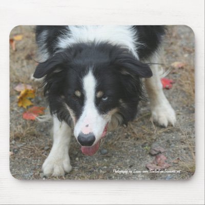 Border Collie Stare Dog Lover Photo Mousepad by SmilinEyesTreasures