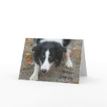Border Collie Stare Photo Birthday Card