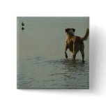 Border Collie - Tipper and Seagull Pin