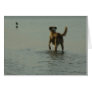 Border Collie - Tipper and Seagull Card