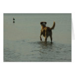 Border Collie - Tipper and Seagull Card