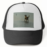 Border Collie - Tipper and Seagull Trucker Hats