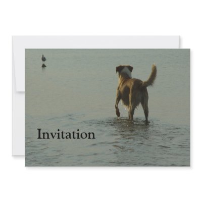 Border Collie - Tipper and Seagull Custom Invitation by TitiaG