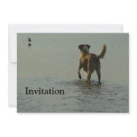 Border Collie - Tipper and Seagull Custom Invitation