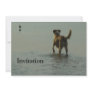 Border Collie - Tipper and Seagull Custom Invitation