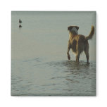 Border Collie - Tipper and Seagull Refrigerator Magnets