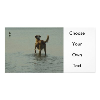 Border Collie - Tipper and Seagull Personalized Photo Card by TitiaG