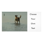 Border Collie - Tipper and Seagull photo cards