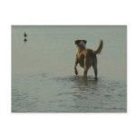 Border Collie - Tipper and Seagull Postcards